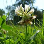 Trifolium nigrescens Kvet
