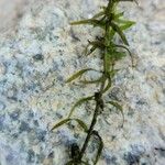 Elodea nuttallii List