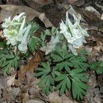 Corydalis solida Λουλούδι