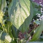 Salvia oxyphora Leaf