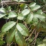 Matayba elaeagnoides Leaf