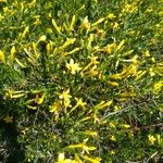 Jasminum fruticans Цветок