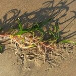 Zostera marina Folha