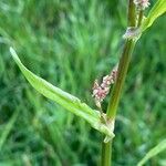 Rumex acetosa Leaf