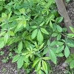 Vitex negundo Levél