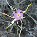 Marcus-kochia littorea Flower