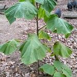 Paulownia tomentosa叶