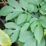 Solanum seaforthianum Leaf