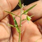 Pigea enneasperma Цвят