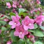 Weigela hortensis Kukka