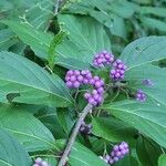 Callicarpa americanaΦρούτο