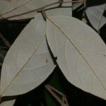 Licania hypoleuca Leaf