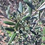 Olea europaeaBlatt