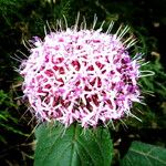 Clerodendrum bungei Virág