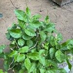 Wrightia religiosa عادت داشتن