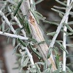 Artemisia herba-alba 樹皮