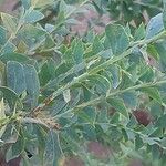 Acacia cultriformis Blatt