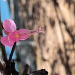 Cassia grandis Bloem