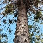 Araucaria bidwillii Habitus