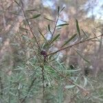 Rhamnus lycioides Blad