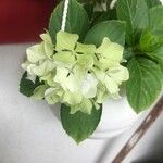 Hydrangea spp.Flower