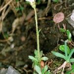 Saxifraga androsacea Celota