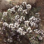 Thymus algeriensis Habit