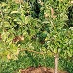Pyrus pyrifolia Habit