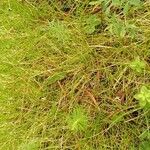 Seseli peucedanoides Hoja