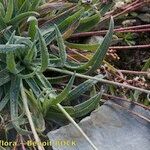 Plantago monosperma Hábito