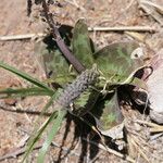 Ledebouria revoluta Лист