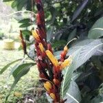 Sanchezia speciosa Flor