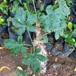 Jatropha spicata Φύλλο
