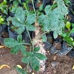 Jatropha spicata Leaf