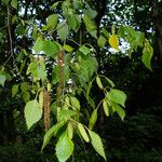 Betula pendula Žiedas