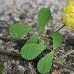 Trifolium campestre برگ