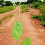 Emilia coccinea Leaf