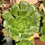 Aeonium castello-paivae Blad