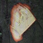 Cyrtogonone argentea Rinde
