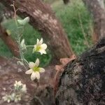 Dendrobium ovatum Flower