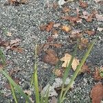 Dierama pulcherrimum Leaf