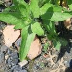 Ruellia humilis Folla