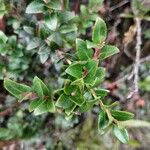 Vaccinium floribundum Blatt