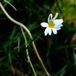 Anthemis cotula 花