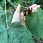 Dombeya burgessiae Flower