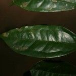 Eugenia coffeifolia Φύλλο