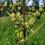 Veratrum lobelianum फूल