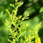 Artemisia afra Flower