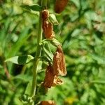 Digitalis grandiflora 果實