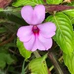 Impatiens flaccida Flower